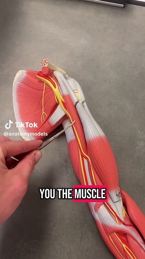 Understanding the Coracobrachialis Muscle Anatomy