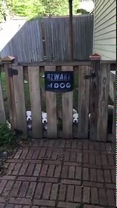 1M views · 14K shares | Such vicious guard dogs! | The Brightside | Facebook
