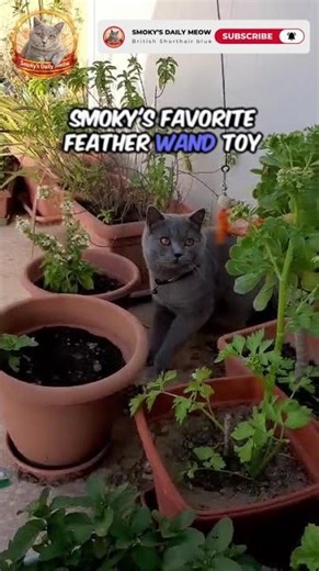 The British Shorthair Blue Cat plays with feather wand in the garden🐱 Smoky’s hunt #britishshorthair