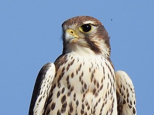 The Daily Bucket.  First-of-season "winter weather"; Quincy, CA.