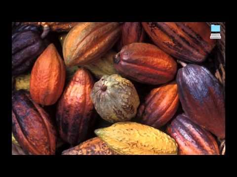 TASSEL tutorial: Running GWAS using GLM through Command Line and User Interfaces