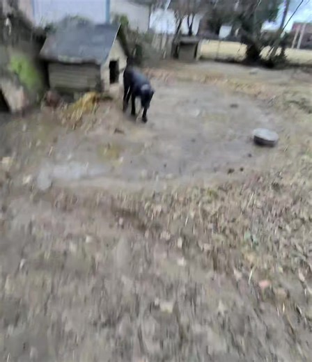 #blkmagicdynasty #presacanario #tchallathepresa #troublethepresa | Presa Canario