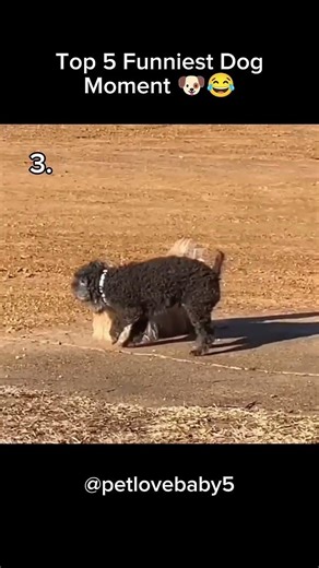 Try Not To Laugh – Ultimate Funny Dog Compilation 🐕🤣