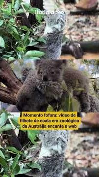 Baby koala delights zoo visitors in Australia.