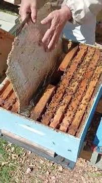 Trick and method for raising queen bees for replacement and also shipping queen bees to Canada
