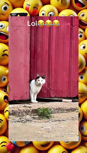 Serious Momma Cats: A Hilarious Look at Cat Motherhood