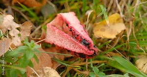 Clathrus archeri, also known as octopus stinkhorn mushroom or devil`s fingers in its natural environment, Fantanele village area, Sibiu county, Cindrel mountains, Romania
