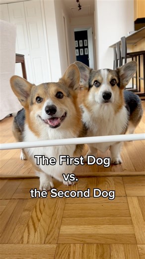 Anyone else have two dogs that are just the ying to each other’s yang? #corgi #dogsiblings #dogs | Brady & Graffiti the Corgis