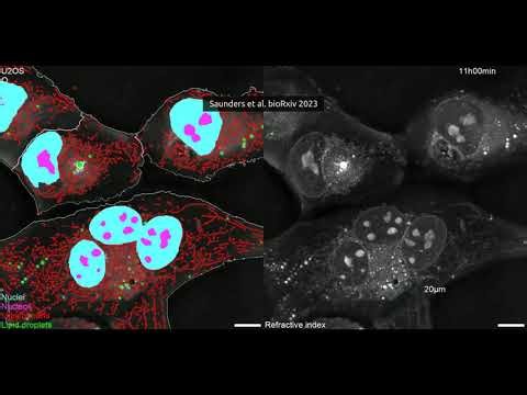 🔬🤖 AI-powered cell phenotyping, no dyes required