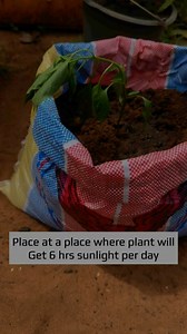 35K views · 639 reactions | Sack gardening tips  1. Choose the right soil mix. 2. Ensure proper drainage holes. 3. Select suitable plants (e.g., veggies, herbs). 4. Water regularly, avoiding overwatering. 5. Provide adequate sunlight. 6. Add manure as needed. Happy sack gardening❤️六‍華 #beinspired #diy #growyourownfood #vegetables #sackgardening #reelschallenge | Fusheini Adams | Facebook