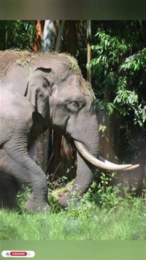 🐘 Elephant Vs Blue Whale 🐋 l Biggest Animal Comparison 🌊 #facts #shorts