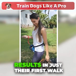 2.6K views · 1.3K reactions | Tired of your dog constantly pulling on...