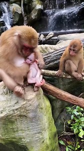 137K views · 1.3K reactions | cute Alien baby monkey  #baby #NewsUpdate #monkey #Very #reels #Leo #newborn #cute #milkyway #crying | Monkey Soo | Facebook