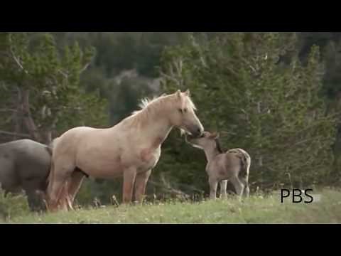 Mustang Horse Documentary - Cloud - Not Ready
