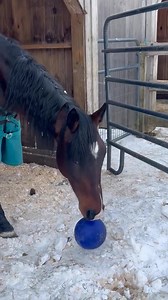 We haven’t shared an update on Courage in a while, and we wanted to let you know how he’s doing. Courage is one of the four stallions (recently gelded) who were confined to their stalls, standing on mountains of manure, for several years. He is only six years old, and based on his condition, it is believed he was locked inside his stall from a very young age. Because of this severe lack of movement during his developmental years, his hind legs did not develop properly and will likely never fully