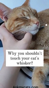 6.3K views · 154 reactions |  Unveiling the Feline Whisker Mystery:...