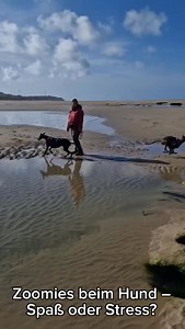 🐕💨 Zoomies beim Hund – Spaß oder Stress? 🧠⚡️ Dein Hund rennt plötzlich wie wild im Kreis, springt herum oder macht wilde Hakenläufe? Diese sogenannten Zoomies – oder wissenschaftlich FRAPs (Frenetic Random Activity Periods) – wirken lustig, doch sie haben oft mehr zu bedeuten als reine Lebensfreude. 📌 Was sind Zoomies? Zoomies sind kurze, intensive Energieausbrüche. Häufig treten sie auf nach längerem Warten, dem Baden, nach dem Lösen – oder wenn dein Hund starke Emotionen verarbeitet. 📌 Wa