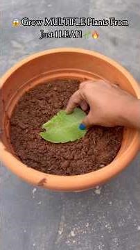 😳ఇ ONE Leaf తో Unlimited Plants Perguthaya without seeds?🌱🔥