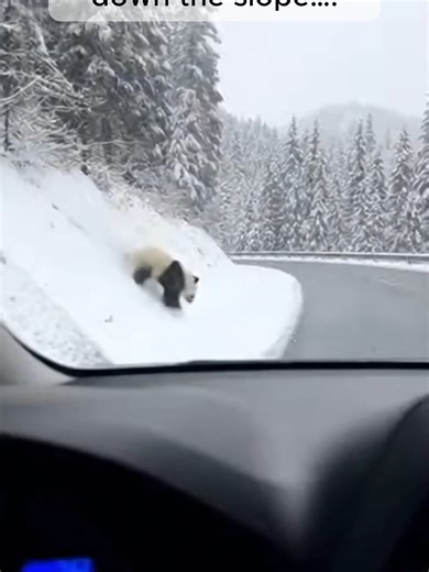 Caring for a Lost Animal: A Heartwarming Journey