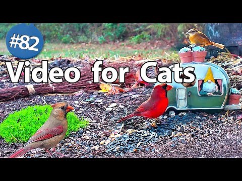 Uninterrupted Bird Video 🐦 for Cats 😻 Calming Bird Songs and Sounds