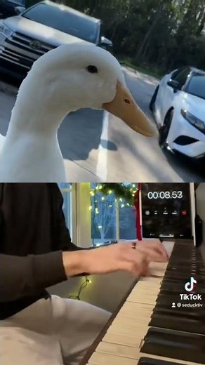 Duck Plays Piano 🎹🦆