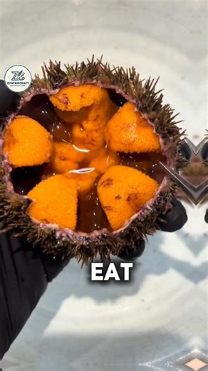 Trying Giant Sea Urchin (Uni) for the First Time! 🌊#america #satisfyingus #znytrictriccraft