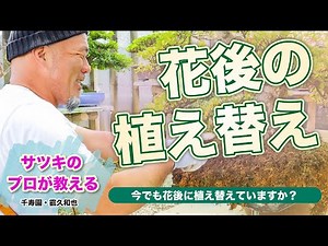 A Satsuki bonsai expert teaches. Replanting Satsuki