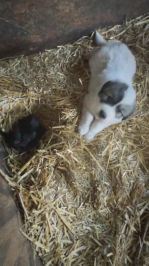 Our mama cat decided to have her kittens right in the pen with Ruby’s puppies! 🤭😍 I guess she trust them! Pyrs are gentle giants…even as puppies. 🥰🥰🥰 #myhousmanpyr #greatpyrenees #greatpyreneesofinstagram #greatpyreneesoftheday #greatpyreneeslovers #livestockguardiandog #pyrlove #pyrlovers #pyrenees #mngreatpyrenees #ilovepyrenees #pyreneesowner #pyreneeslover #pyreneesfamily #greatpyreneesrules #bigwhitedog #pyrfect #pyrfectlypyrenees #pyrsforever #pyreneanmountaindog #greatpyr #greatpyren