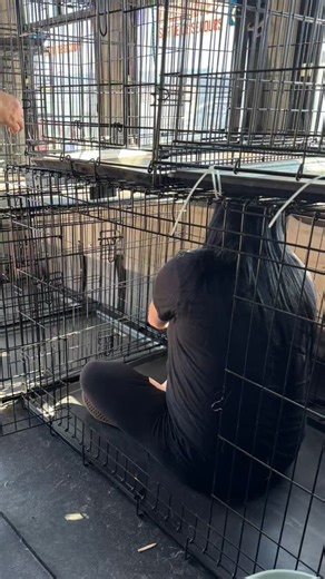 1.2K views · 61 reactions | ✨ The dogs are loaded up and Canada...