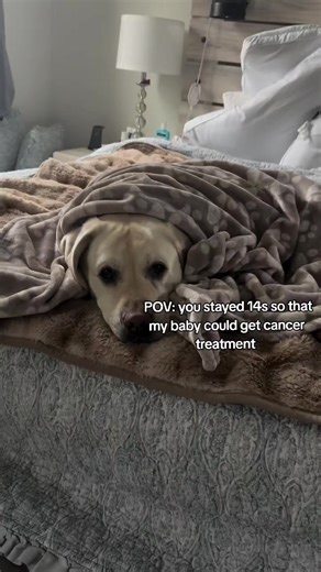 MOCHI'S condition is really serious and life-threatening. Cancer is spreading fast to her entire body without immediately action to surgery. I'm Sorry that l might lose her 😔. Your help means the world to Mochi. We are fundraising so you can help us contribute to his medical bills. Share this post so she can survive.. #awareness #cancer #fyp #cancerfighter #cancersucks