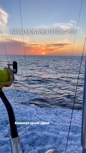 The best months to fish Cabo San Lucas for Blue Marlin are July-November #cabo #marlin | Protocol Sport Fishing