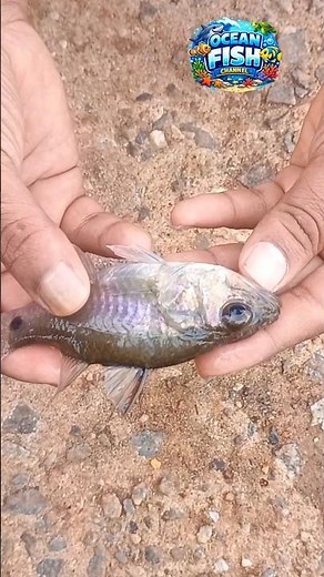 🐟 Amazing Big-Eyed Fish Found! 😲 | Rare Sea Fish Discovery | Ocean Fish #shorts