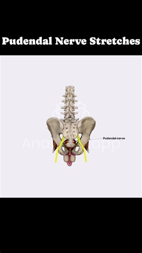 1.2K views · 11 reactions | The pudendal nerve originates from the...