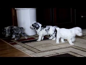 Cockapoo Puppies for Sale