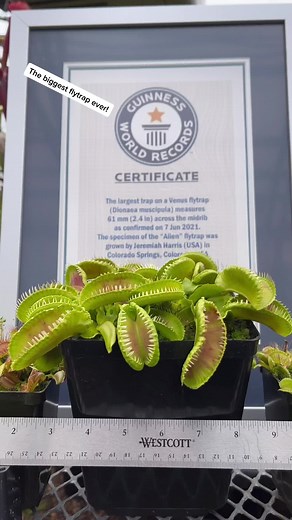 The biggest Venus Flytrap in the world! @guinnessworldrecords #plants #flytrap #worldrecord
