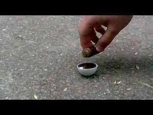 Reaction of Sulfuric Acid and Sugar