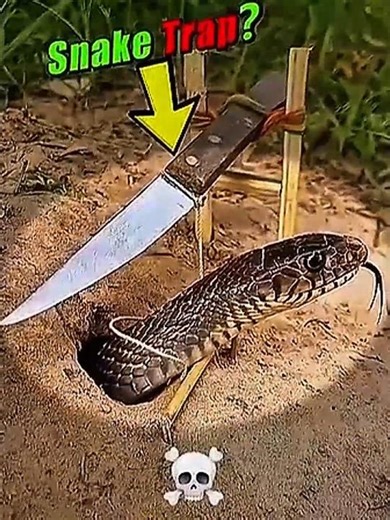 Wild Snake Trap in Action 🐍😱 | Genius Homemade Trap | #Shorts