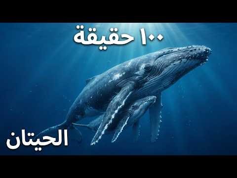 رحلة إلى عالم العمالقة.. 100 حقيقة خفية عن حياة الحيتان لم تسمع بها من قبل!