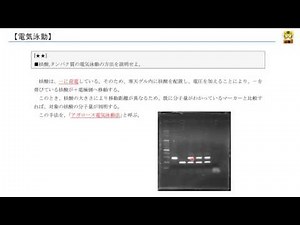 電気泳動 【高校生物】
