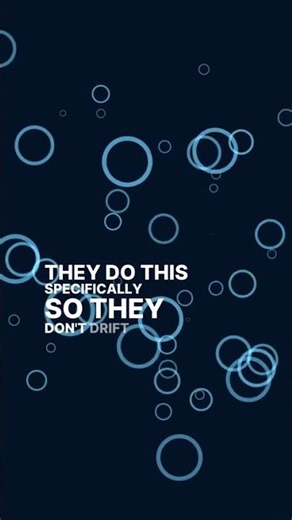 Stop SCROLLING! 🛑 You won't believe the adorable sleep strategy of these sea creatures. 🦦💞