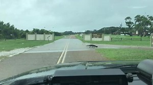 The rain is still coming down and much of our auto tour is underwater, but some of our refuge residents don’t seem to be bothered. Well, maybe the frog was. #waitforit Video of American alligator crossing in front of refuge entrance by Jonny Giles/USFWS | Aransas National Wildlife Refuge