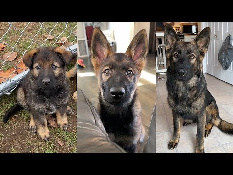 Watch My Sable German Shepherd Puppy Grow Up