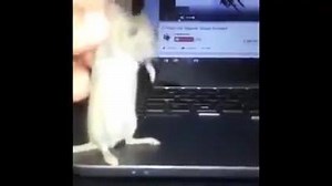 Mañana no hay clases, mañana no hay clases... 🎶 | Memes UES