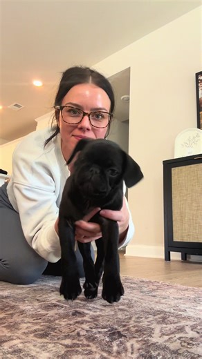 My newest snorting baby piranha 🐶 #pug #cutepug #pupp