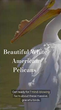 7 Amazing Facts About the American White Pelican!