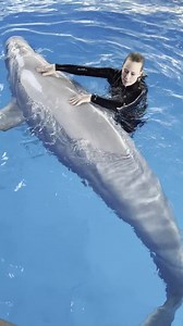 The belugas called: It’s time for some quality time! Swimming together is part of the beluga’s exercise routine, and helps build strong relationships with their trainers. | SeaWorld
