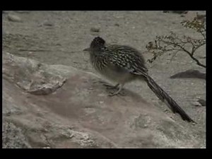 Roadrunner (Geococcyx Californianus)