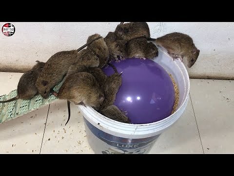 Balloon Mouse Trap / Balloon Water Bottle Mouse Trap/How to make a Mouse Trap
