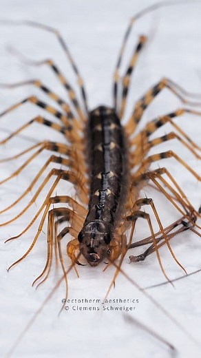 1.7M views · 3.6K reactions | House centipede catching a cellar spider Scutigera coleoptrata | Clemens Schweiger | Facebook