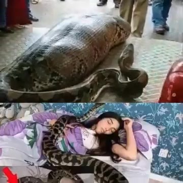 Woman slept with her Python every night, until the worst happened...see more | Any Time